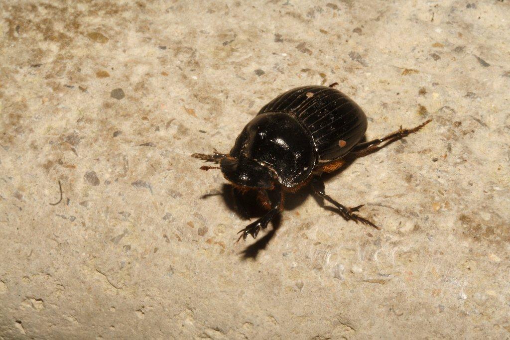 Copris lunaris.